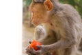 Indian macaques, bonnet macaques, or lat. Macaca radiata.