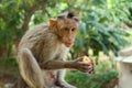 Indian macaques, bonnet macaques, or lat. Macaca radiata.