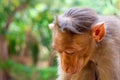 Indian macaques, bonnet macaques, or lat. Macaca radiata.