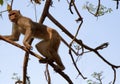 Indian macaques