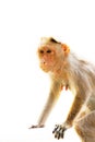 Indian macaques lat Macaca radiata wild animal primates on white background, young monkey