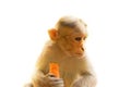 Indian macaques lat Macaca radiata wild animal primates on white background, young monkey