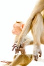 Indian macaques. parental care. monkey holds her baby`s hand