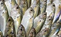Indian Mackerel Royalty Free Stock Photo