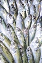 Indian Mackerel Royalty Free Stock Photo