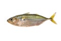 Indian Mackerel Royalty Free Stock Photo