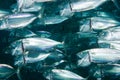 Indian mackerel (Rastrelliger kanagurta) Royalty Free Stock Photo