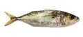 Indian mackerel Royalty Free Stock Photo
