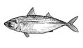 Indian mackerel vector Royalty Free Stock Photo