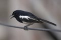 Indian Magpie Robin on branch, Axicoloides fulicatus, male