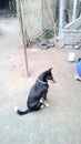 Indian mails situation villages dogs photo