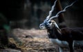 Indian Male Black Buck posing with dark background