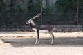 Indian male blackbuck antelope or antelope cervicapra Royalty Free Stock Photo