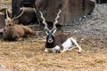 Indian male blackbuck antelope or antilope cervicapra Royalty Free Stock Photo