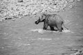 Indian male elephant tusker entering the Ramganga river and playing in the water at Jim Corbett National Park Royalty Free Stock Photo