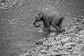 Indian male elephant tusker entering the Ramganga river and playing in the water at Jim Corbett National Park Royalty Free Stock Photo