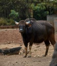 Indian male gaur stating in an open field, Karnataka, India. Royalty Free Stock Photo
