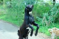 Indian Male Goat in agricultural field. Royalty Free Stock Photo