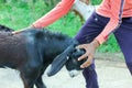 Indian Male Goat in agricultural field. Royalty Free Stock Photo