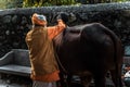 Indian male monk stroking a bull on asia street