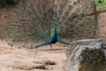 Indian Male Peacock Royalty Free Stock Photo