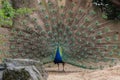 Indian Male Peacock Royalty Free Stock Photo