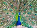 Indian male peacock Royalty Free Stock Photo