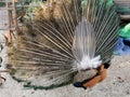 Indian Male Peacock in a city park Royalty Free Stock Photo