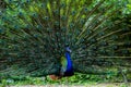 Indian Male Peacock dancing display Royalty Free Stock Photo