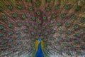 Indian Male Peacock dancing display Royalty Free Stock Photo