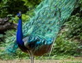 Indian Male Peacock dancing display Royalty Free Stock Photo