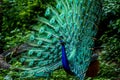 Indian Male Peacock dancing display Royalty Free Stock Photo