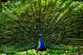 Indian Male Peacock dancing display Royalty Free Stock Photo