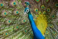 Indian Male Peacock dancing display Royalty Free Stock Photo