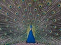 The Blue or Indian male peafowl /peacock displaying his beautiful covert eye-spotted feathers Royalty Free Stock Photo
