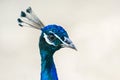 Indian male peacock head