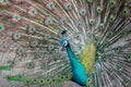 Indian male peacock. Peacock shows its colorful plumage Royalty Free Stock Photo