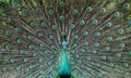 Indian male peacock. Peacock shows its colorful plumage Royalty Free Stock Photo