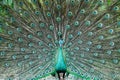 Indian male peacock. Peacock shows its colorful plumage Royalty Free Stock Photo