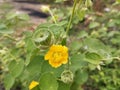 Indian mallow flower (Abutilon indicum) in garden Royalty Free Stock Photo