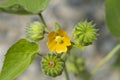 Indian mallows, Velvetleaf flowers in summer close up Royalty Free Stock Photo