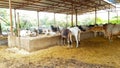 Indian Mammals Cows, Bulls And Calves Fodder Eating And One Calf Sitting Fodder Place. Funny.