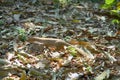 Mongoose mungo the killer of poisonous snakes Royalty Free Stock Photo