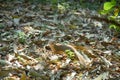 Mongoose mungo the killer of poisonous snakes