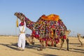 Indian man and camel wearing traditional dress participate in mister desert contest of festival in Rajasthan, India Royalty Free Stock Photo