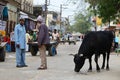 Indian Man and Cow in Street, Mandawa, Rajasthan, India Royalty Free Stock Photo