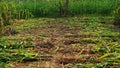 Indian man Cutting bajra or Pennisetum glaucum crop with sickle. Agriculture concept