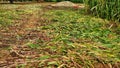 Indian man Cutting bajra or Pennisetum glaucum crop with sickle. Agriculture concept