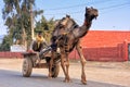 Indian man driving camel cart, Sawai Madhopur, India