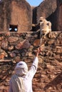 Indian man feeding gray langurs at Ranthambore Fort, India